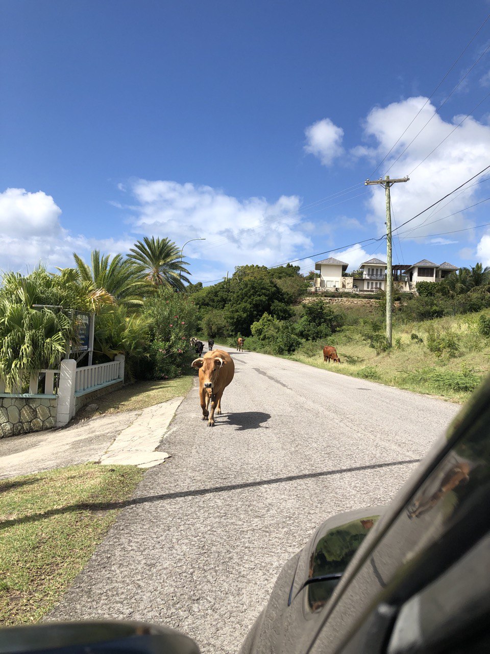 Driving in Antigua and Barbuda: What to Expect